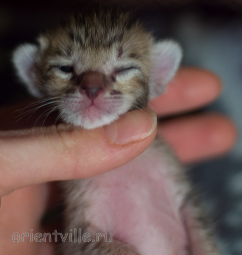 Orientville's Hermione Granger 4 дня