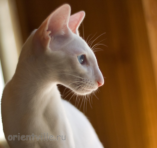 Hitch 5 месяцев