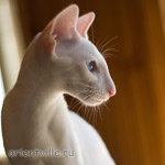 Hitch 5 месяцев