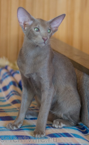 Лис 5 месяцев