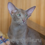 Лис 5 месяцев