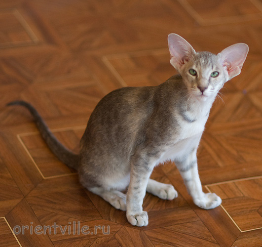 Бабочка 4,5 месяца