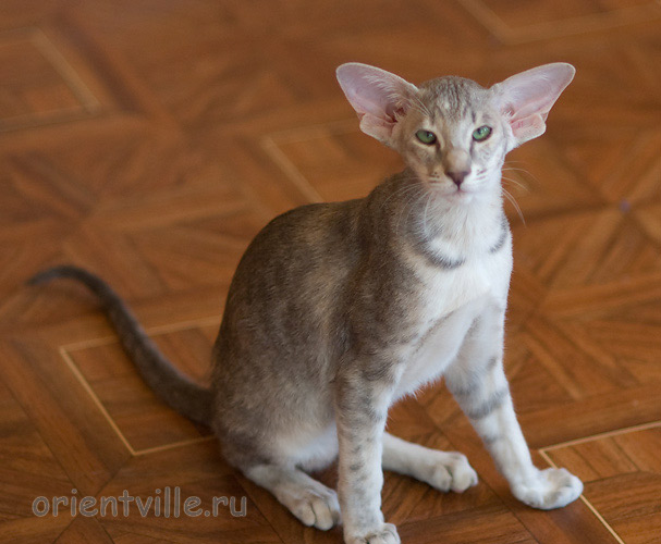 Бабочка 4,5 месяца