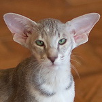 Бабочка 4,5 месяца