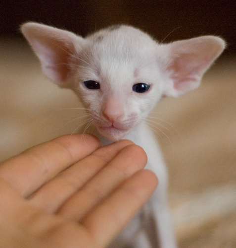 Orientville's Haide'e 1 месяц