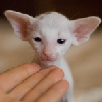 Orientville's Haide'e 1 месяц