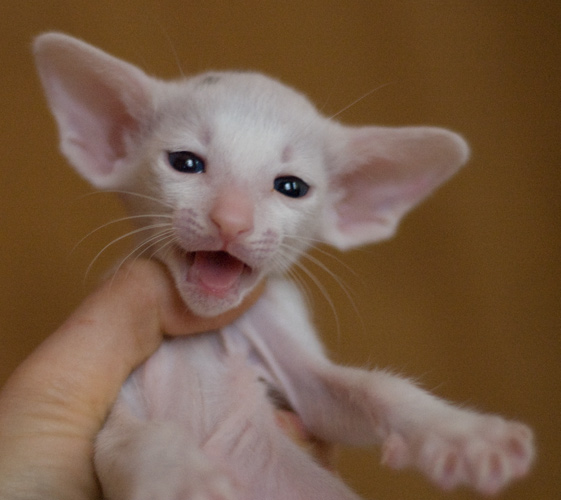 Orientville's Haide'e 1 месяц