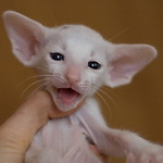 Orientville's Haide'e 1 месяц