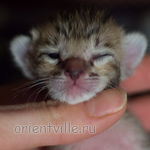 Orientville's Hermione Granger 4 дня