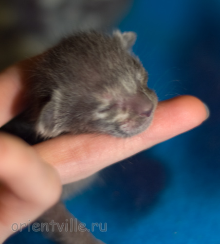 Orientville's Helen 4 дня