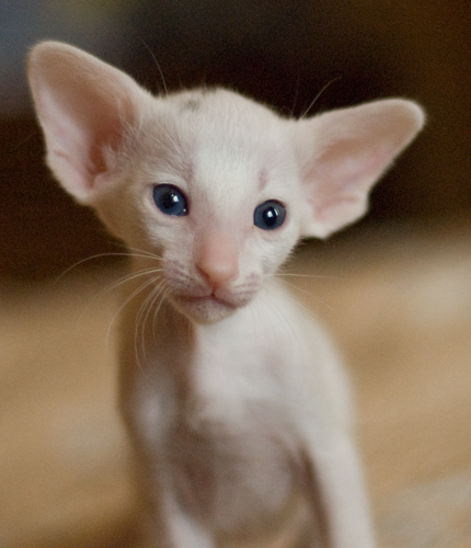 Orientville's Haide'e 1 месяц