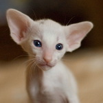 Orientville's Haide'e 1 месяц