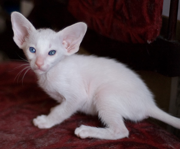 Orientville's Haide'e 34 дня