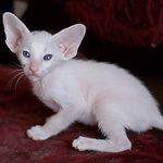 Orientville's Haide'e 34 дня