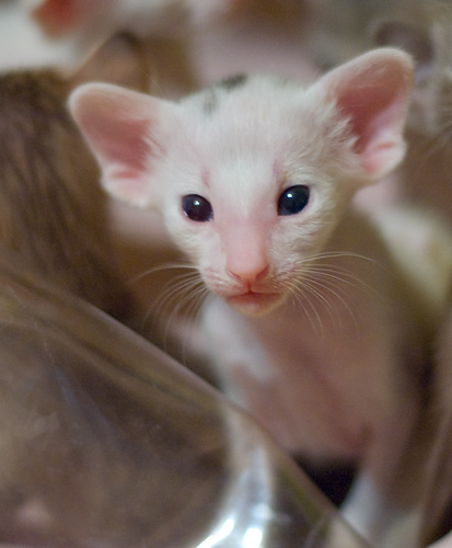 Orientville's Haide'e 22 дня