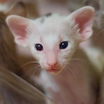 Orientville's Haide'e 22 дня