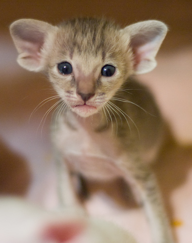 Orientville's Henrietta 22 дня