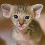 Orientville's Henrietta 22 дня