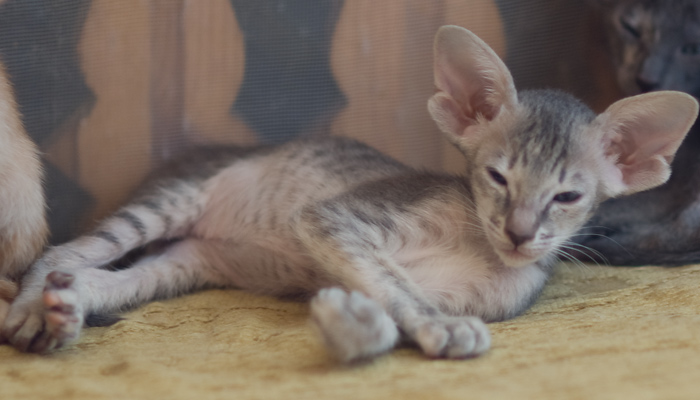 Orientville's Henrietta 42 дня