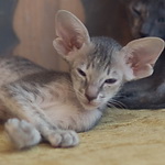 Orientville's Henrietta 42 дня