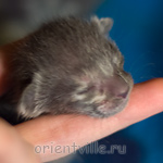 Orientville's Helen 4 дня