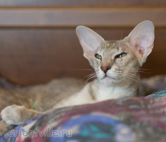 Бабочка 1 год