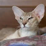 Бабочка 1 год