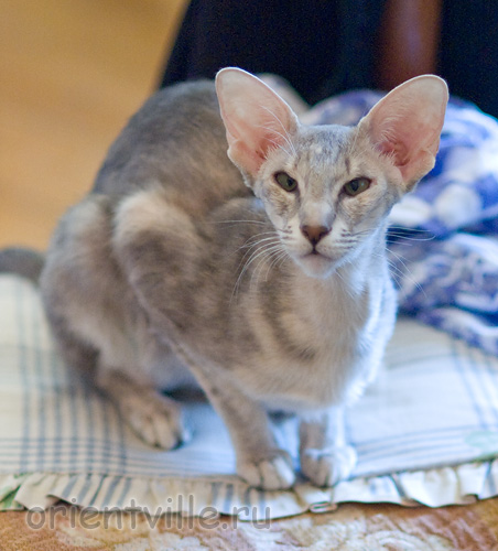 Бабочка 1 год