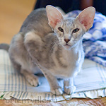 Бабочка 1 год