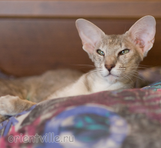 Бабочка 1 год