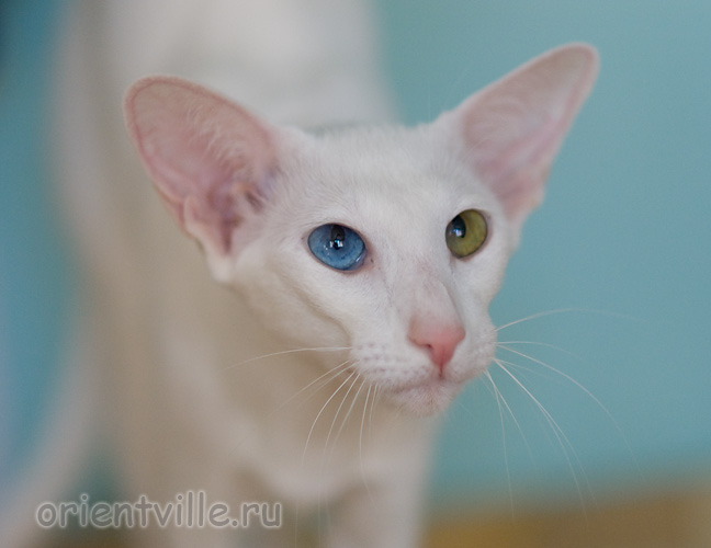 Гайка, 1 год