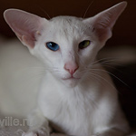 Orientville's Haide'e (ORI w 63)