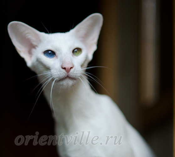 Гайка, 2.5 года