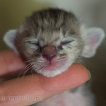 Orientville's Henrietta 4 дня