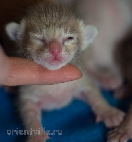 Orientville's Isadora 1 день