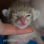 Orientville's Isadora 1 день