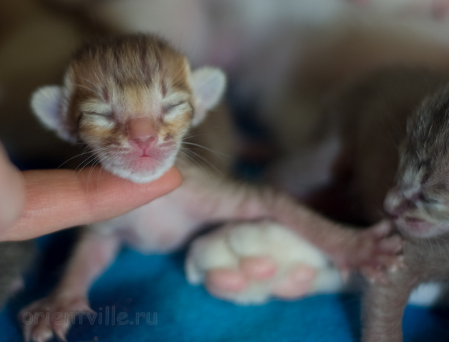 Orientville's Imogen 4 дня