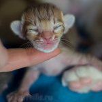 Orientville's Imogen 4 дня