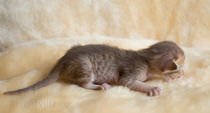 ориентальный котенок