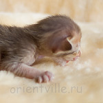 Orientville's Imogen 9 дней