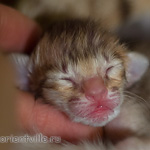 ориентальный котенок