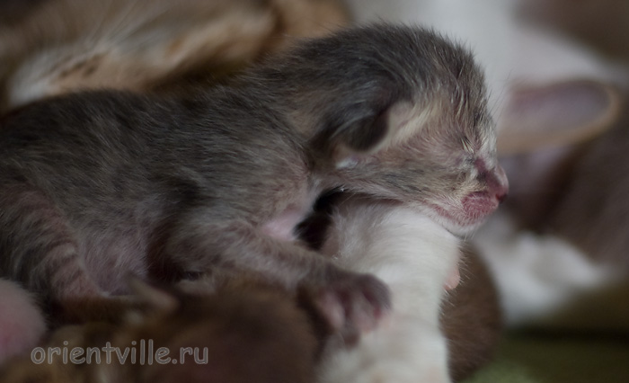 Orientville's Henrietta 1 день