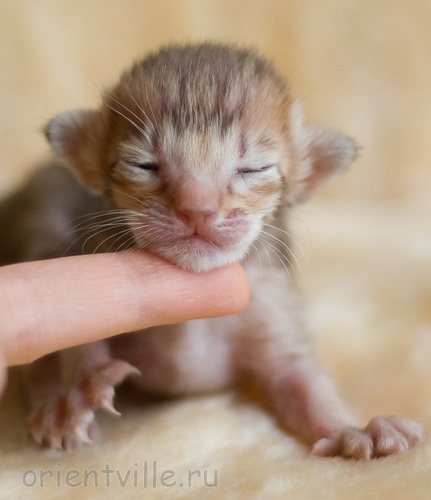 Orientville's Imogen 9 дней