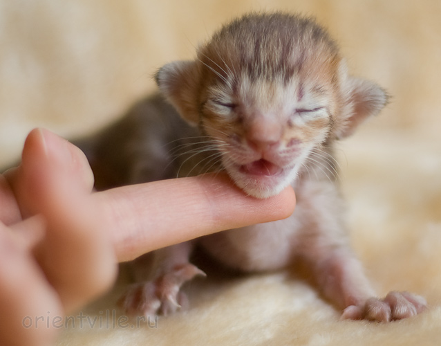 Orientville's Imogen 9 дней