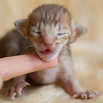 Orientville's Imogen 9 дней