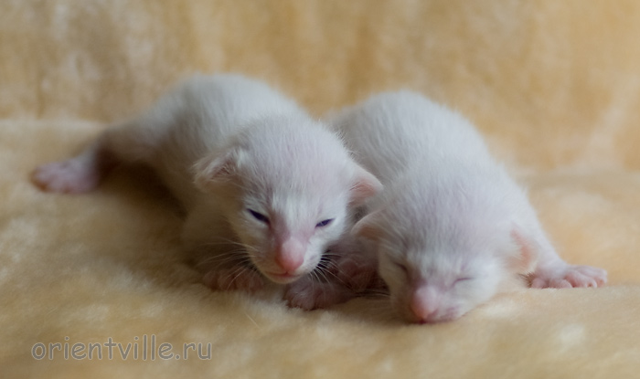 ориентальный котенок