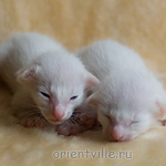 ориентальный котенок