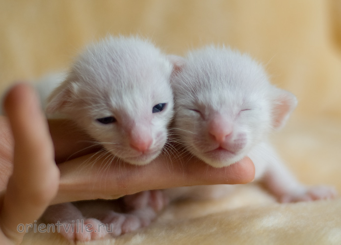 ориентальный котенок