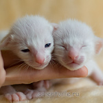 Ориентальный котенок