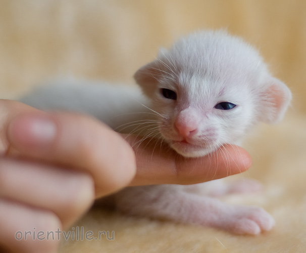 ориентальный котенок